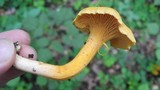 Cantharellus spectaculus image