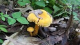 Cantharellus spectaculus image