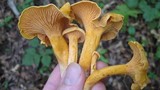 Cantharellus spectaculus image