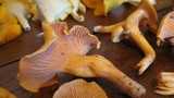 Cantharellus spectaculus image