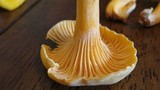 Cantharellus spectaculus image