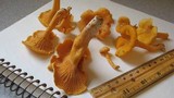 Cantharellus spectaculus image