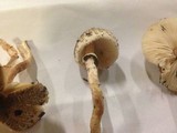 Lepiota lilacea image