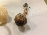Lepiota lilacea image