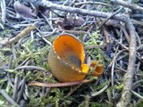 Caloscypha fulgens image