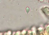 Chromosera cyanophylla image