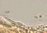 Chromosera cyanophylla image