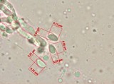 Chromosera cyanophylla image