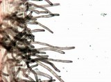 Mycena alphitophora image