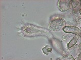 Mycena alphitophora image