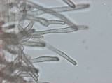 Mycena alphitophora image