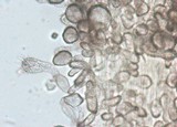Mycena alphitophora image