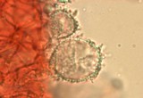 Mycena alphitophora image