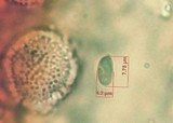 Mycena alphitophora image
