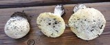 Amanita aprica image