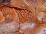 Tapinella panuoides image