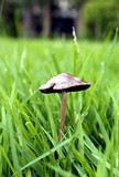 Panaeolus subbalteatus image