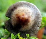 Panaeolus subbalteatus image