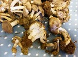 Inocybe bakeri image