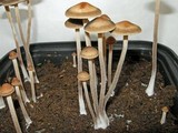 Panaeolus cinctulus image