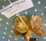 Inocybe bakeri image
