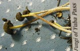 Mycena nivicola image