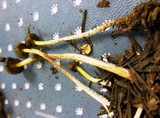 Mycena nivicola image