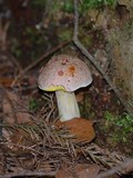 Aureoboletus gentilis image