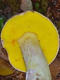 Aureoboletus gentilis image