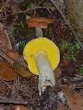 Aureoboletus gentilis image