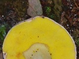 Aureoboletus gentilis image