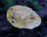 Image of Bresadolia craterella