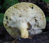 Bresadolia craterella image