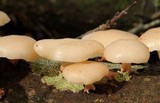Lentinula boryana image