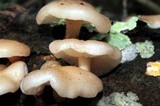 Lentinula boryana image