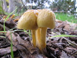 Bolbitius titubans var. olivaceus image