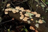 Lentinula boryana image
