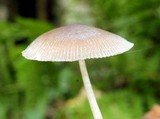 Pluteus longistriatus image