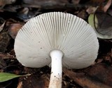 Amanita sect. Vaginatae image