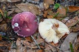 Russula mariae image