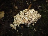 Polyporus umbellatus image
