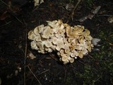 Polyporus umbellatus image