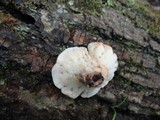 Polyporus craterellus image