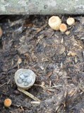 Cyathus stercoreus image