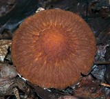 Psathyrella delineata image