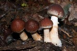 Psathyrella delineata image
