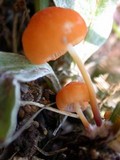 Marasmius sullivantii image