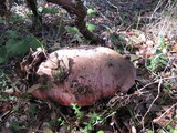 Rubroboletus eastwoodiae image