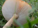 Amanita sect. Vaginatae image