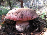 Rubroboletus eastwoodiae image